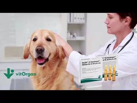 Βίντεο για το NeyDIL® No. 68 Revitorgan® D4 επαγγελματίας κτηνίατρος.Αμπούλες, 5Χ2 ml