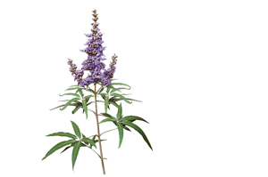 AGNUSFEMINA 4 mg επικαλυμμένα με λεπτό υμένιο δισκία, 100 τεμάχια