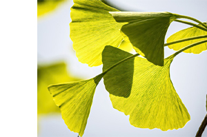 GINKGO BILOBA-1A Pharma 120 mg επικαλυμμένα με λεπτό υμένιο δισκία, 120 τεμάχια