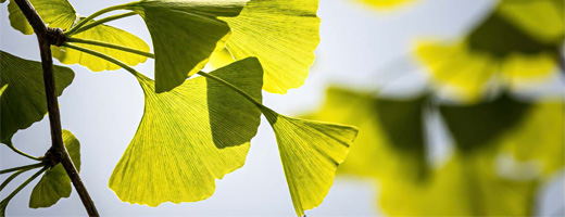 GINKGO BILOBA-1A Pharma 120 mg επικαλυμμένα με λεπτό υμένιο δισκία, 120 τεμάχια