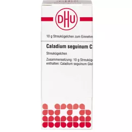 CALADIUM seguinum C 200 σφαιρίδια, 10 g