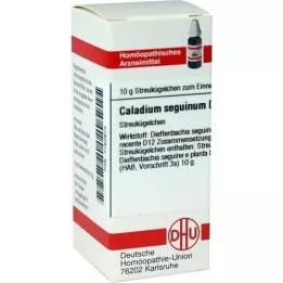 CALADIUM seguinum D 12 σφαιρίδια, 10 g