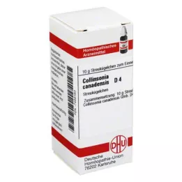 COLLINSONIA CANADENSIS D 4 σφαιρίδια, 10 g