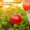 Pomegranate Elixir Mediterranean Dr.Jacob`s, 500 ml