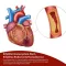 BEH Κάψουλες Artery+, 30 τεμάχια