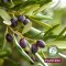 Μπανιέρα ντους Plantana Olive Care με βιολογική ελιά, 500 ml